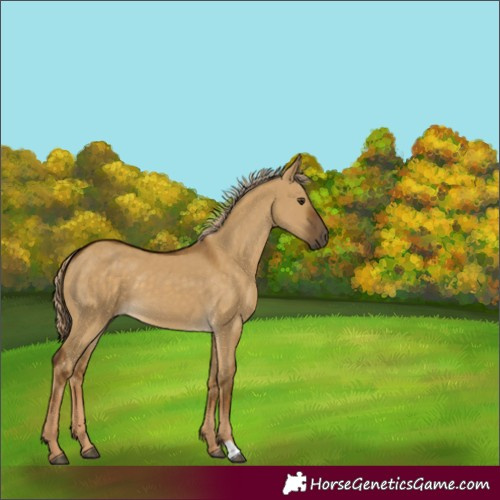 Horse Color:Chocolate Palomino Dun 