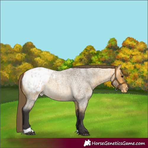 Horse Color:Buckskin Roan Appaloosa 