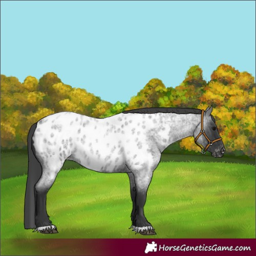 Horse Color:Blue Roan Appaloosa Rabicano 