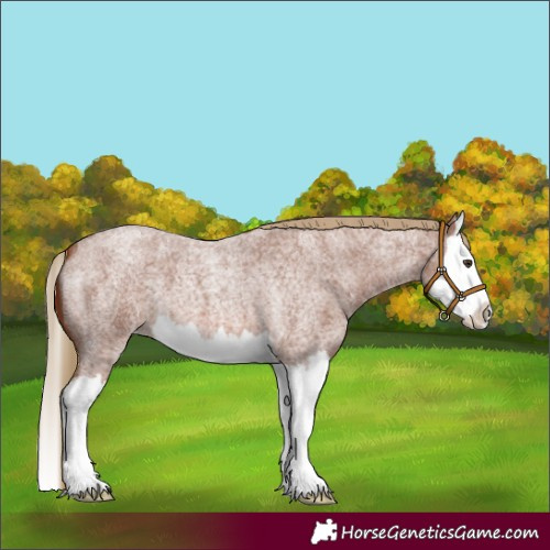 Horse Color:Red Roan Splash Appaloosa 