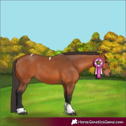 Horse Color:Bay Tobiano 