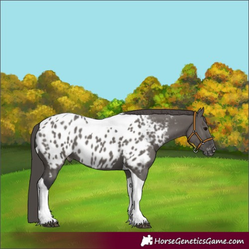 Horse Color:Grullo Tobiano Appaloosa 