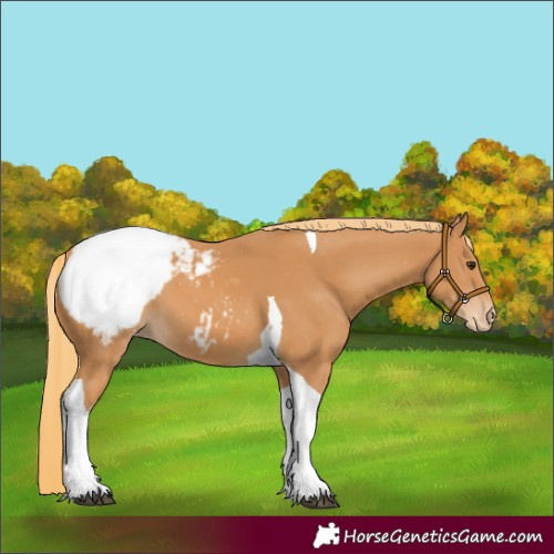 Horse Color:Chestnut Tobiano Snowcap 