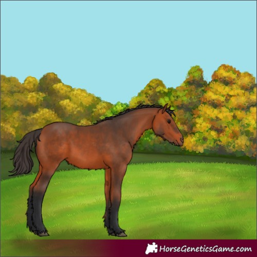 Horse Color:Bay 