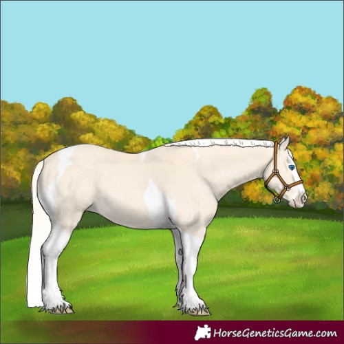 Horse Color:Cremello Splash Tobiano