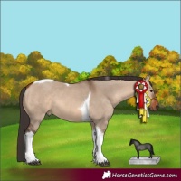 Horse Color:Bay Dun Tobiano