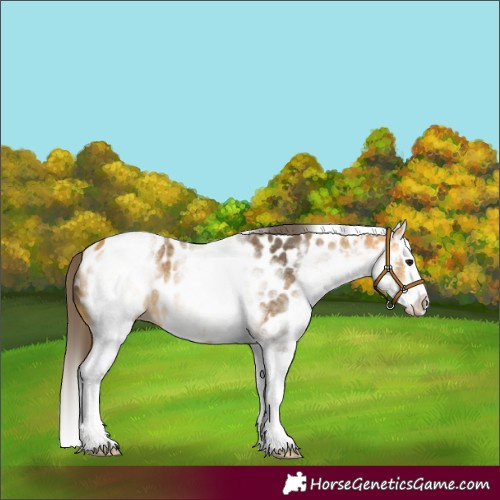 Horse Color:White Spotted Buckskin Splash Near Leopard 