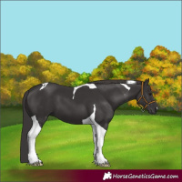 Horse Color:Smoky Black Tobiano 