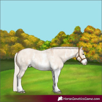 Horse Color:Silver Bay Roan Dun Sabino