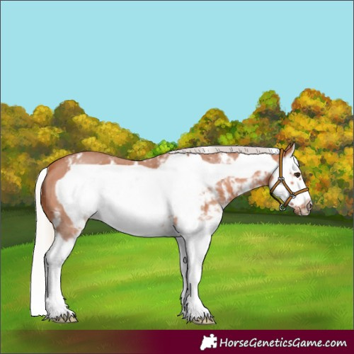 Horse Color:Silver Bay Sabino Splash Frame