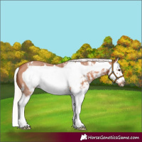 Horse Color:Silver Bay Sabino Splash Frame 