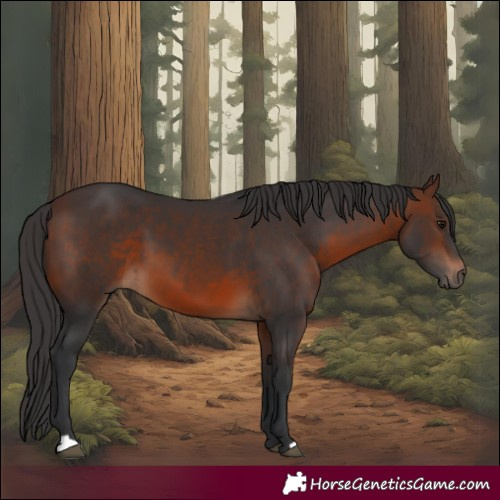Horse Color:Brown 