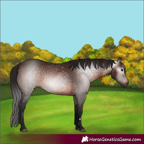 Horse Color:Gray Bay 
