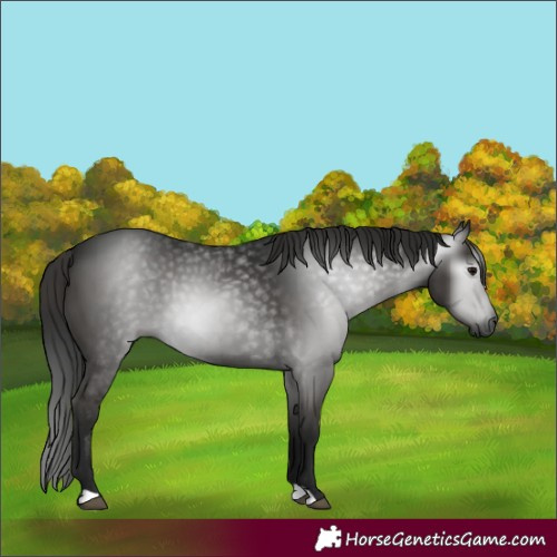 Horse Color:Gray Black 