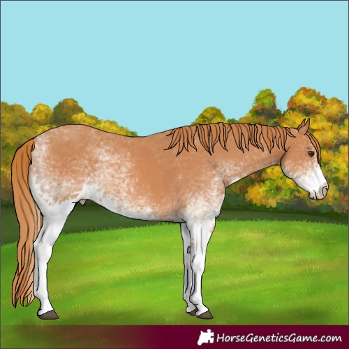 Horse Color:White Spotted Chestnut