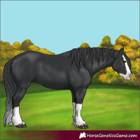 Horse Color:Black Splash 