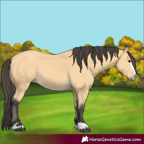 Horse Color:Unknown 