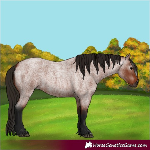 Horse Color:Unknown