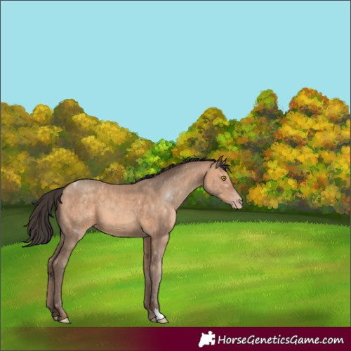 Horse Color:Unknown