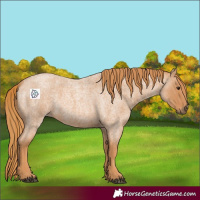 Horse Color:Red Roan 