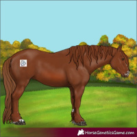 Horse Color:Chestnut 