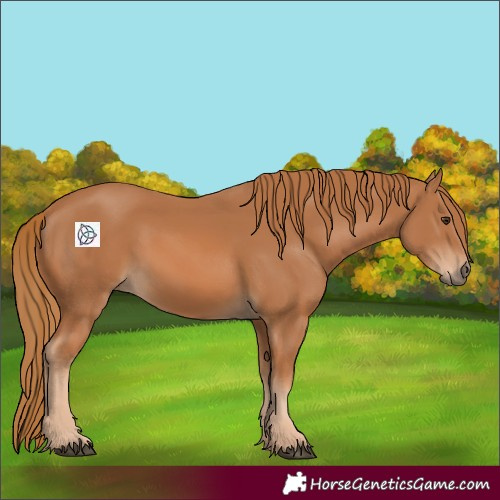 Horse Color:Chestnut 