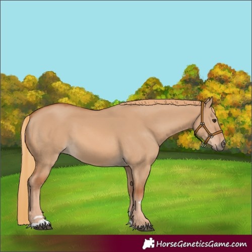 Horse Color:Red Dun 