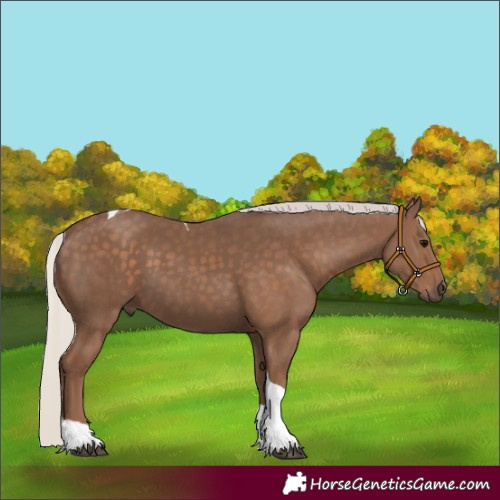 Horse Color:Silver Black Tobiano 