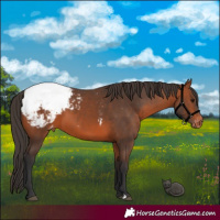 Horse Color:Bay Appaloosa