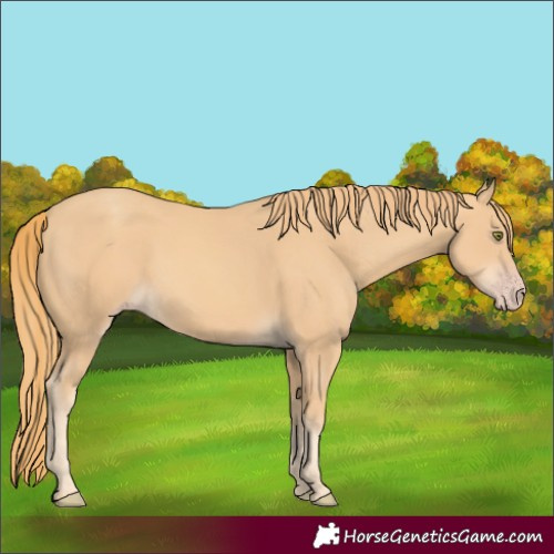 Horse Color:Gold Champagne Rabicano