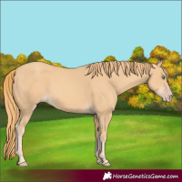 Horse Color:Gold Champagne Rabicano 