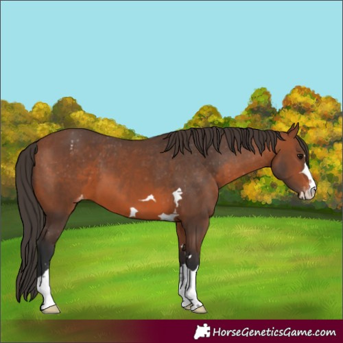 Horse Color:Bay Appaloosa 