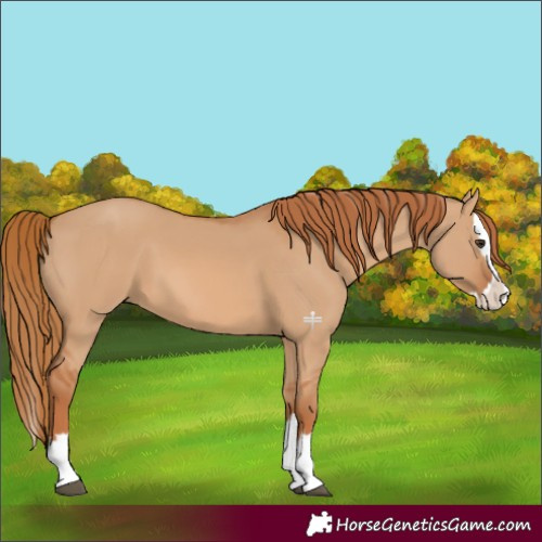 Horse Color:Red Dun Splash 