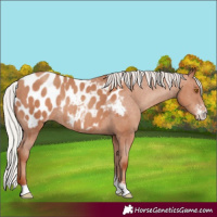 Horse Color:Silver Classic Champagne Sabino Blanket Rabicano 