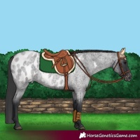 Horse Color:Blue Roan Appaloosa