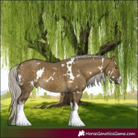 Horse Color:White Spotted Silver Buckskin Dun 