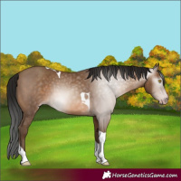 Horse Color:Unknown 