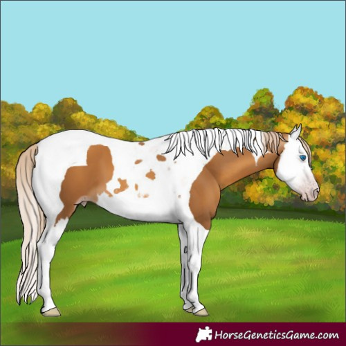 Horse Color:Gray Gold Cream Champagne Splash Tobiano