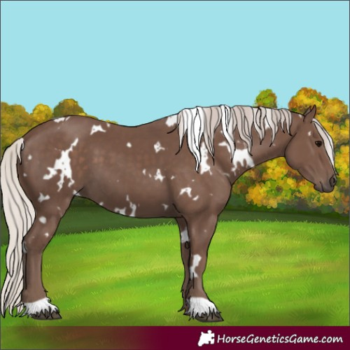 Horse Color:White Spotted Silver Black 
