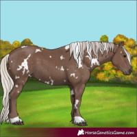 Horse Color:White Spotted Silver Black