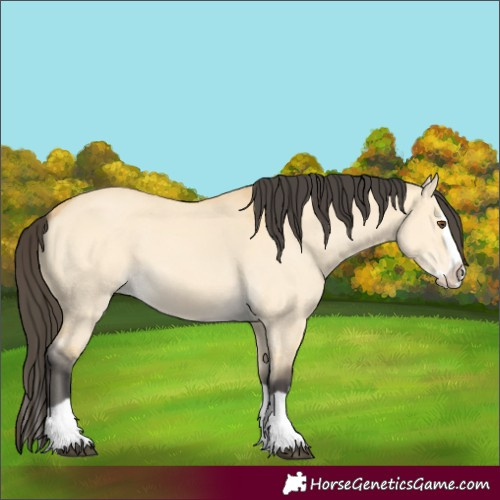 Horse Color:Buckskin Dun Splash