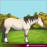 Horse Color:Buckskin Dun Splash 