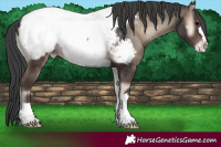Horse Color:Blue Onyx Snowcap 