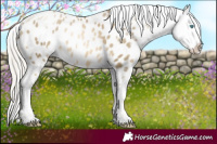 Horse Color:White Spotted Chocolate Silver Smoky Black Pearl Blanket 