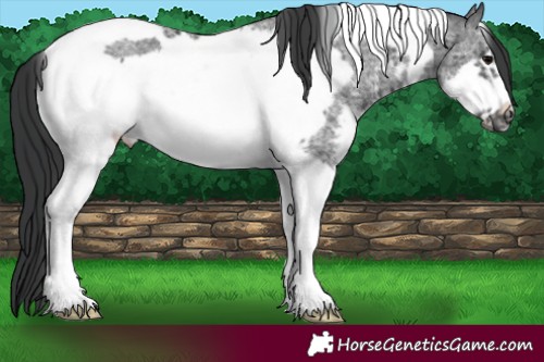 Horse Color:Black Ice Sabino Tobiano Frame 