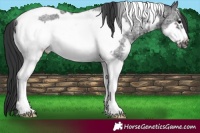 Horse Color:Black Ice Sabino Tobiano Frame 