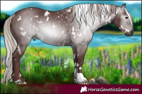 Horse Color:Gray White Spotted Chocolate Silver Black Rabicano 