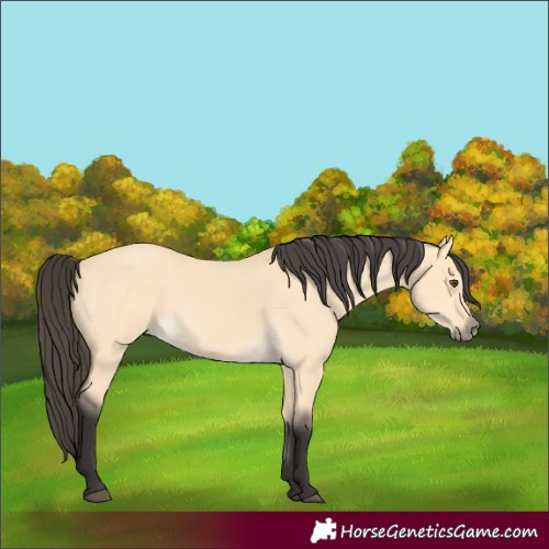 Horse Color:Buckskin Dun 