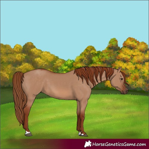Horse Color:Red Dun