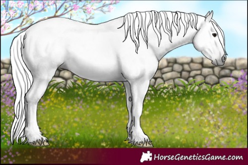 Horse Color:Gray White Spotted Chocolate Silver Black 